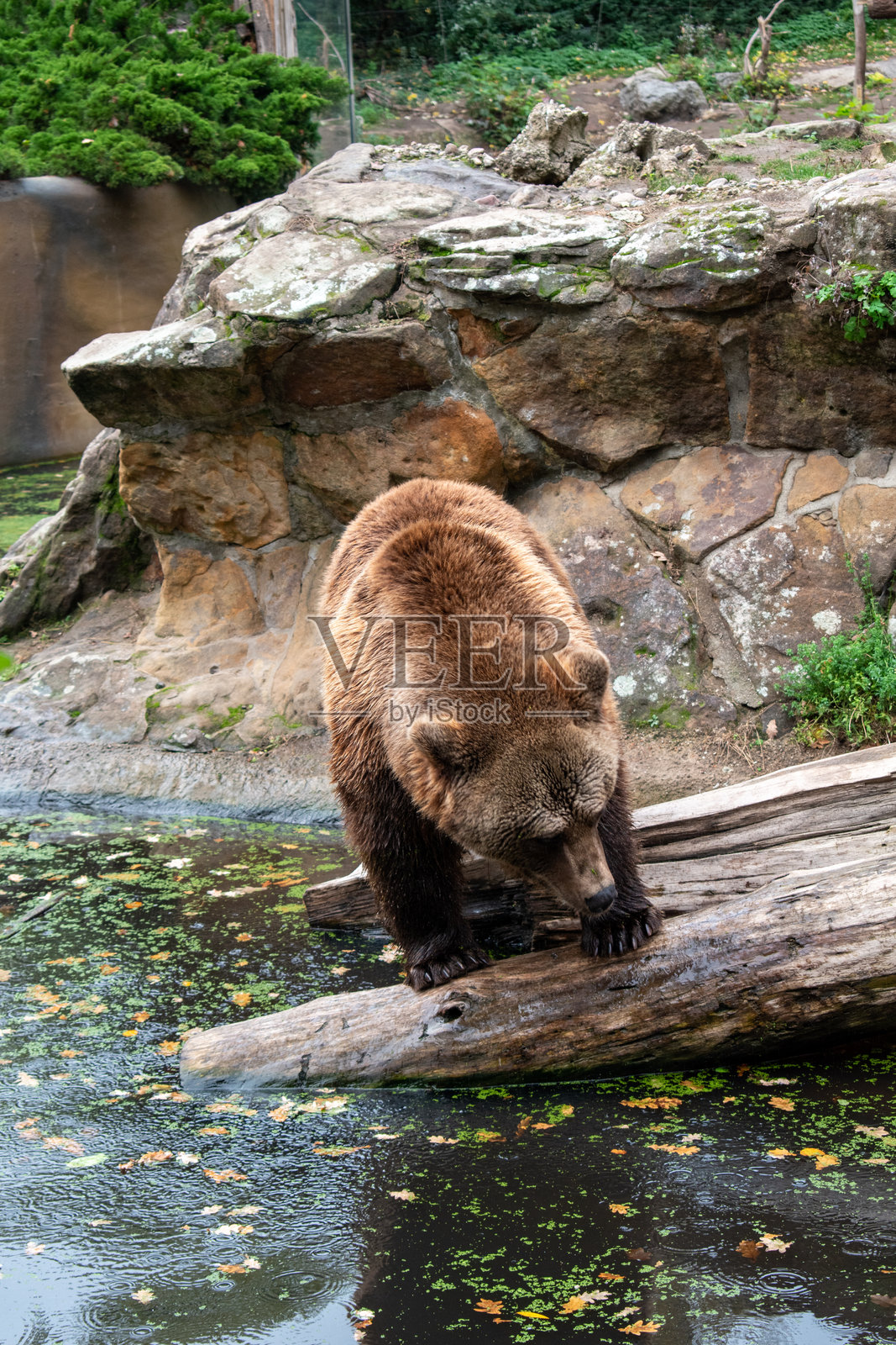 棕熊在水中行走照片摄影图片