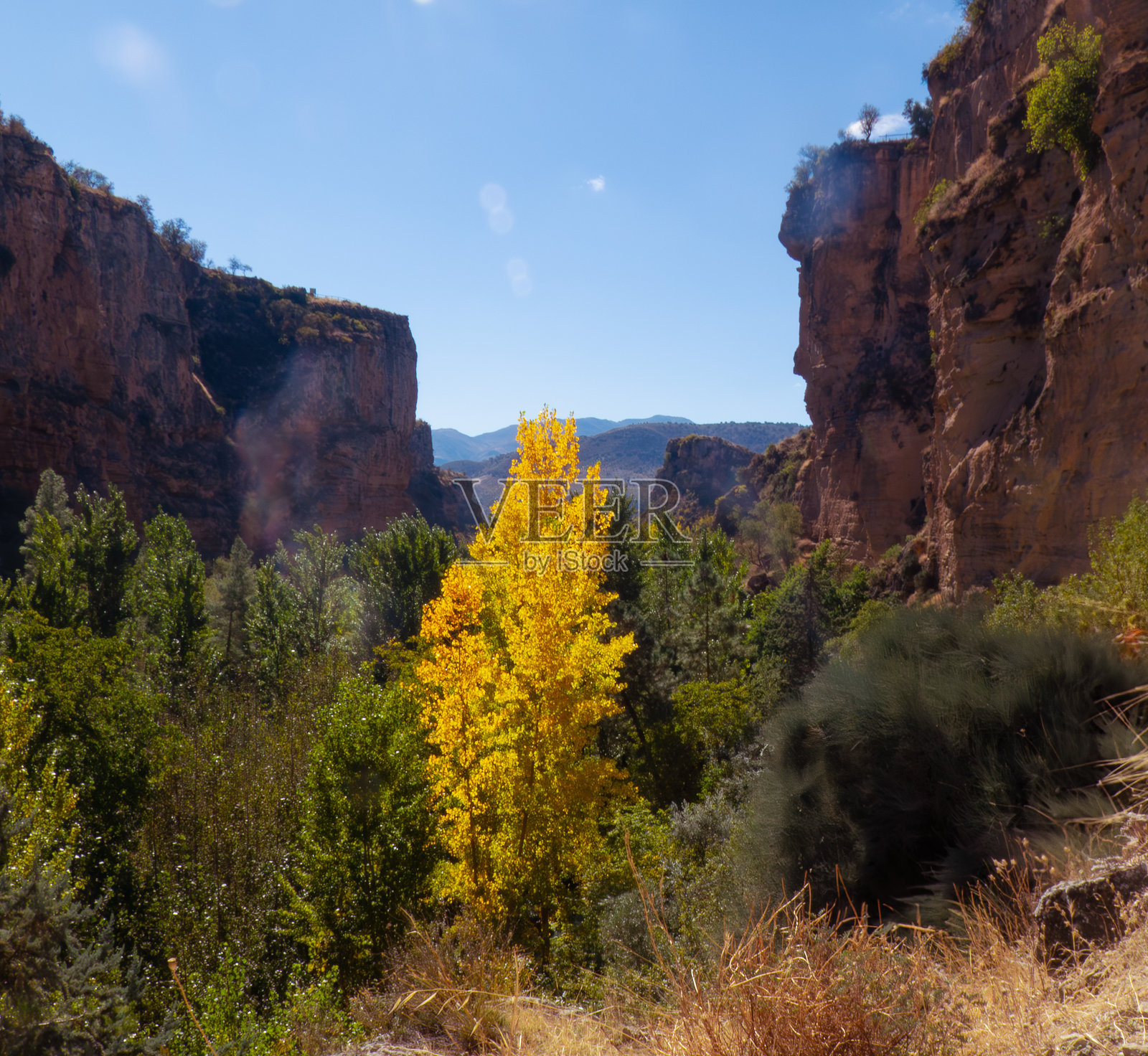 阿尔哈马·德·格拉纳达森林中间的一棵长形树，树上挂满秋天的叶子照片摄影图片