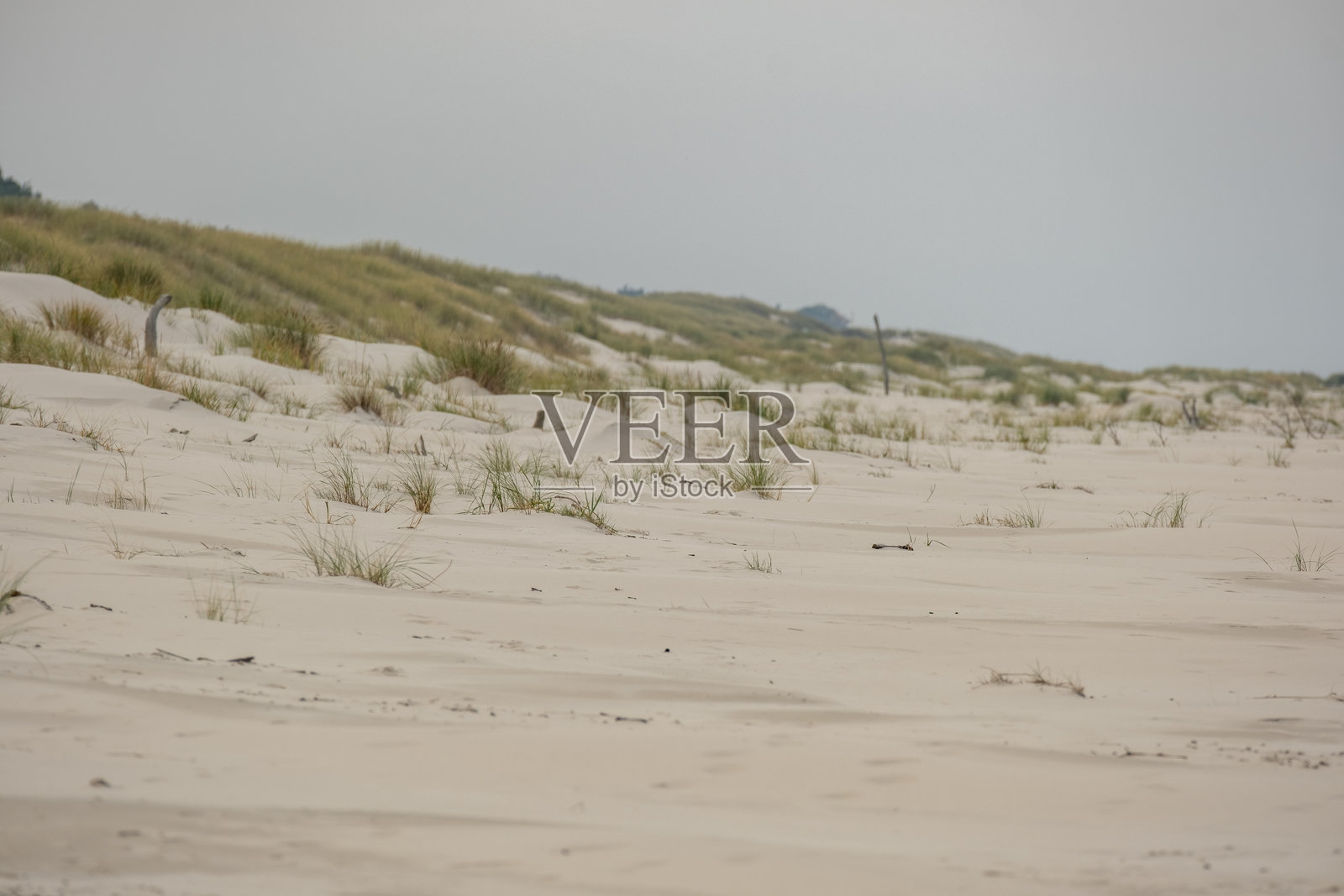 沙丘的守护者：波罗的海沙丘草在风中摇曳照片摄影图片