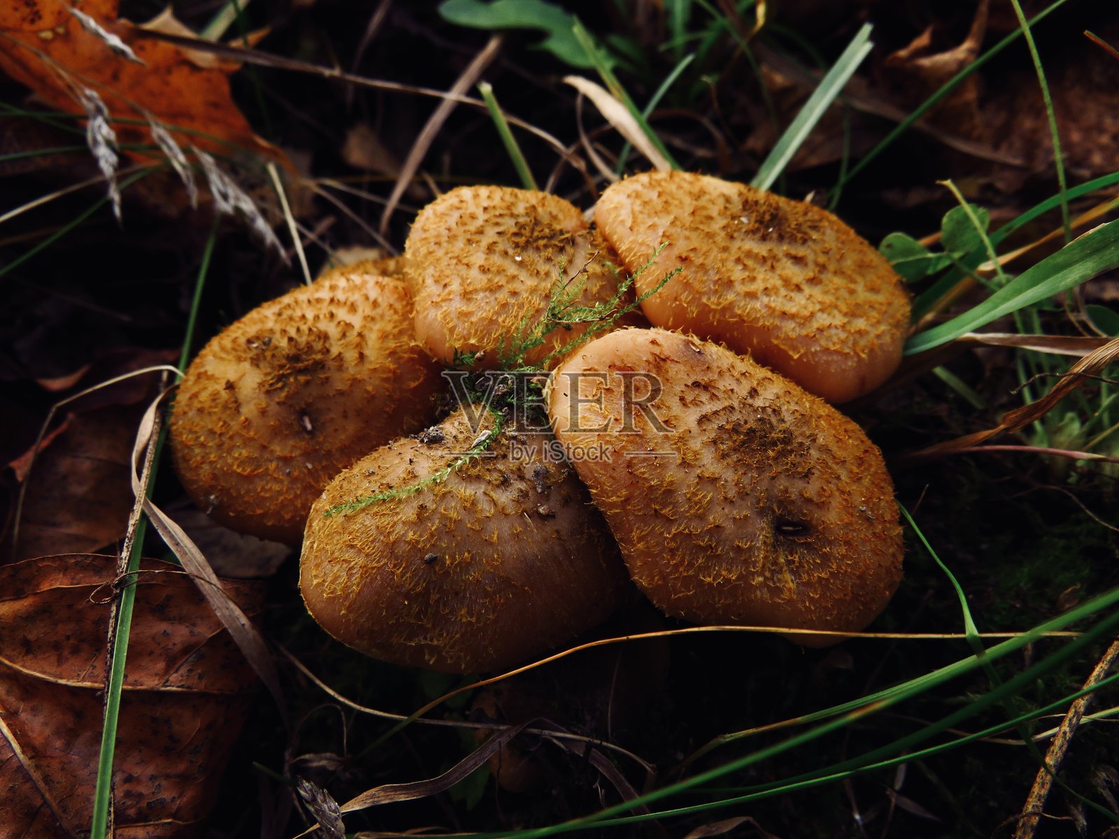 蘑菇照片摄影图片