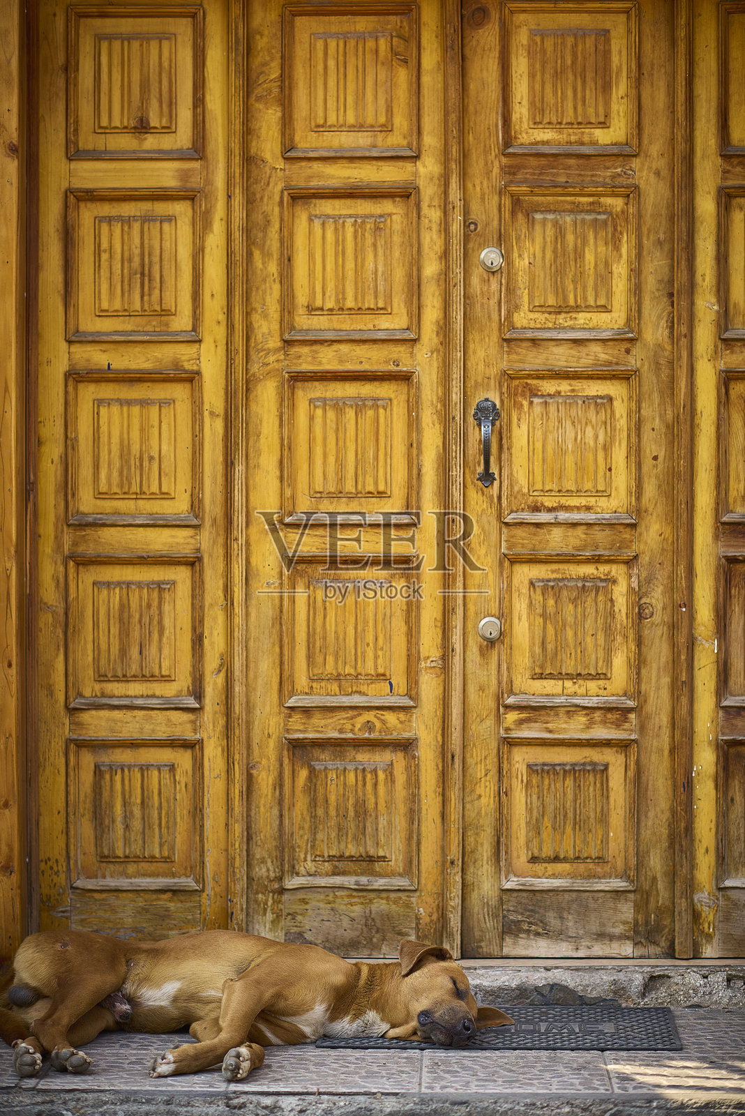 木门前的狗照片摄影图片
