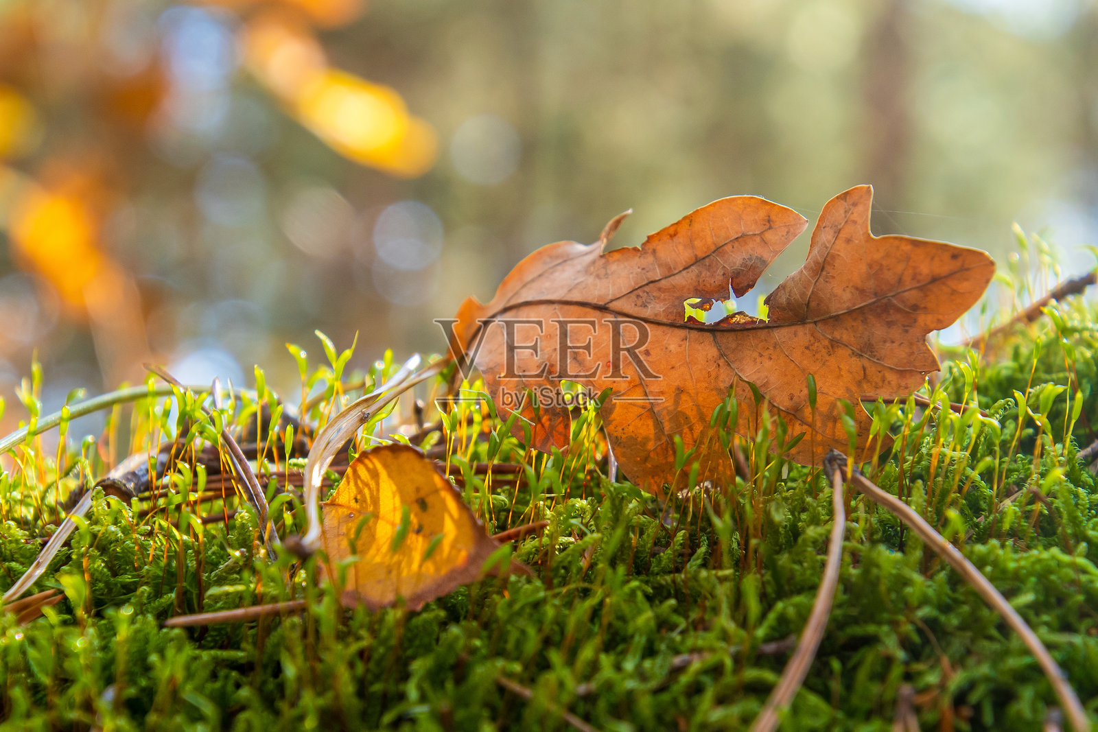 秋天照片摄影图片