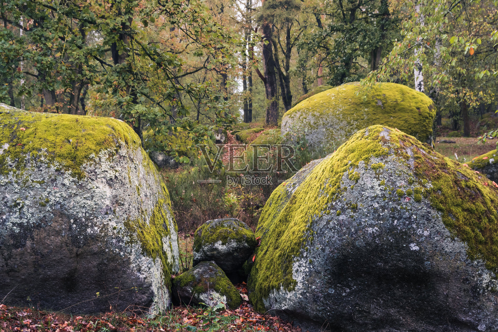 被苔藓覆盖的大石头和晨雾中的秋天树木。捷克宁静的风景背景照片摄影图片