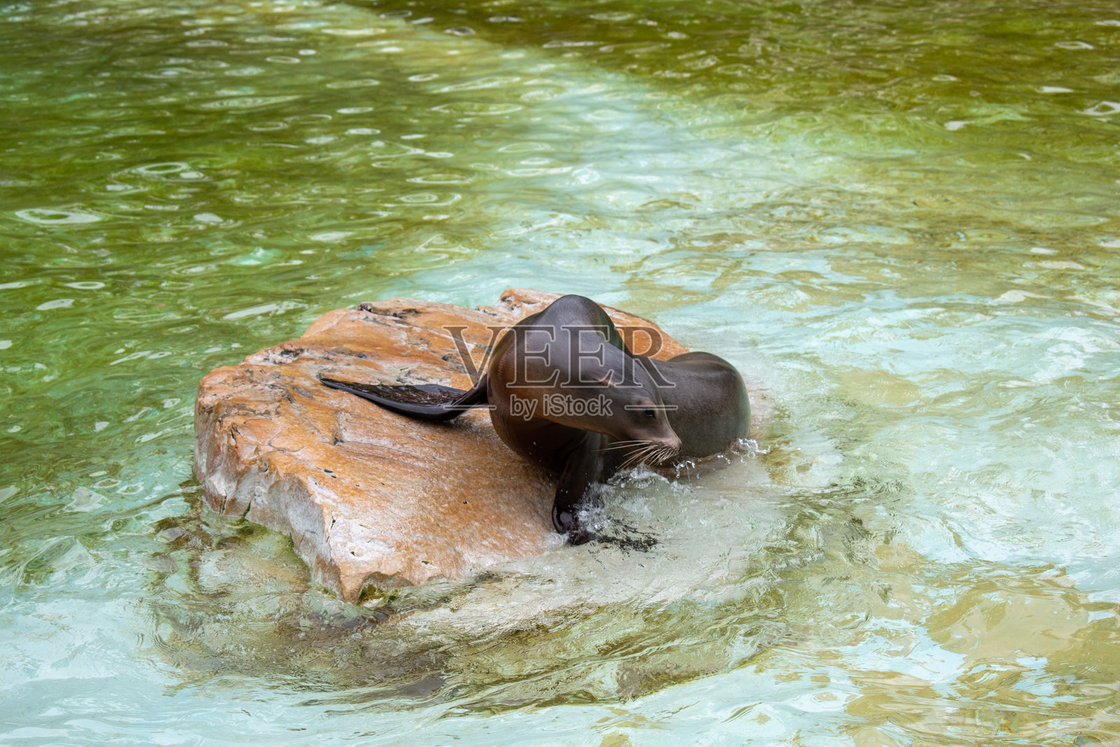 加利福尼亚海狮在岩石上照片摄影图片