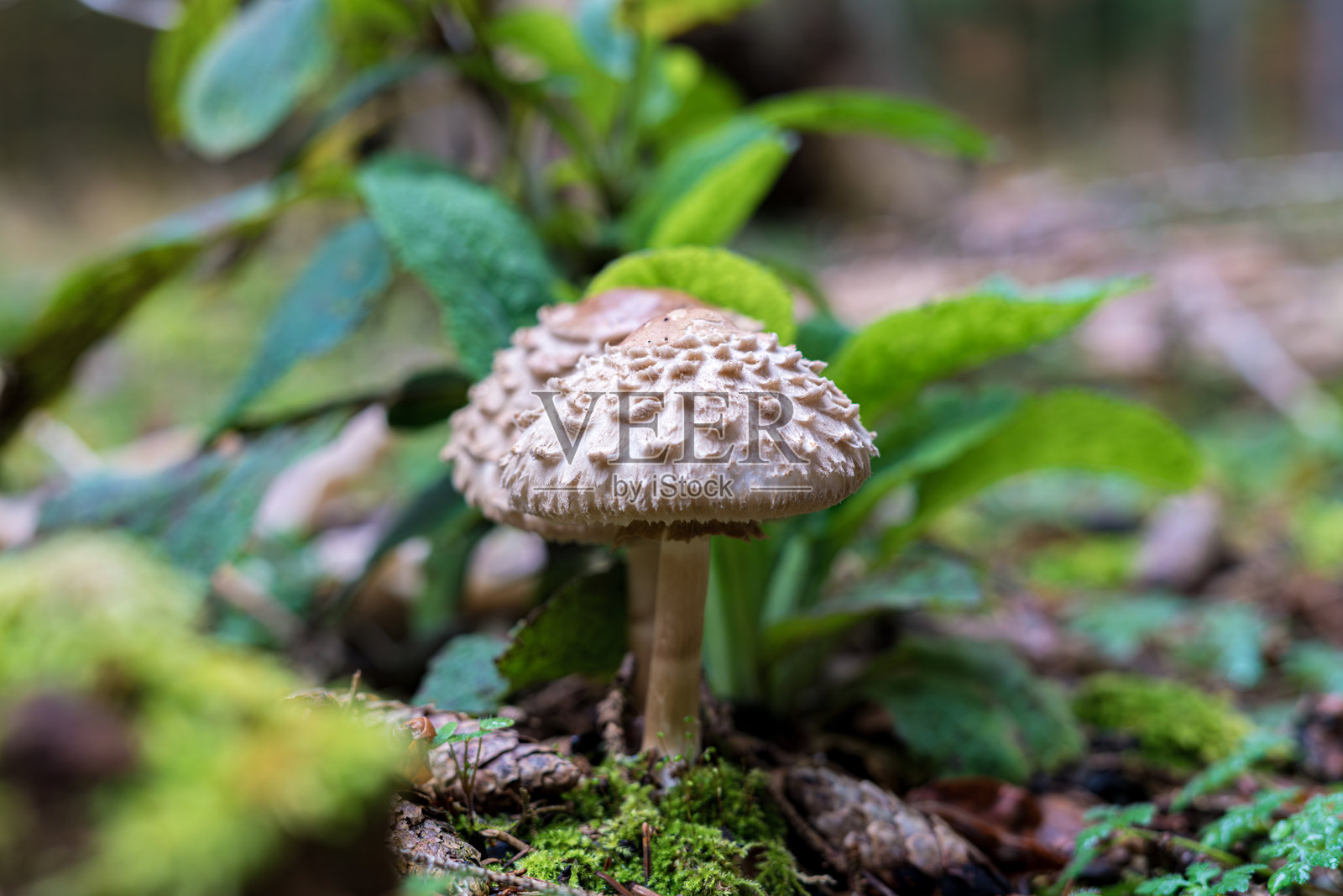 一朵氯ophyllum rhacodes蘑菇正在茂密的森林地面上生长。照片摄影图片