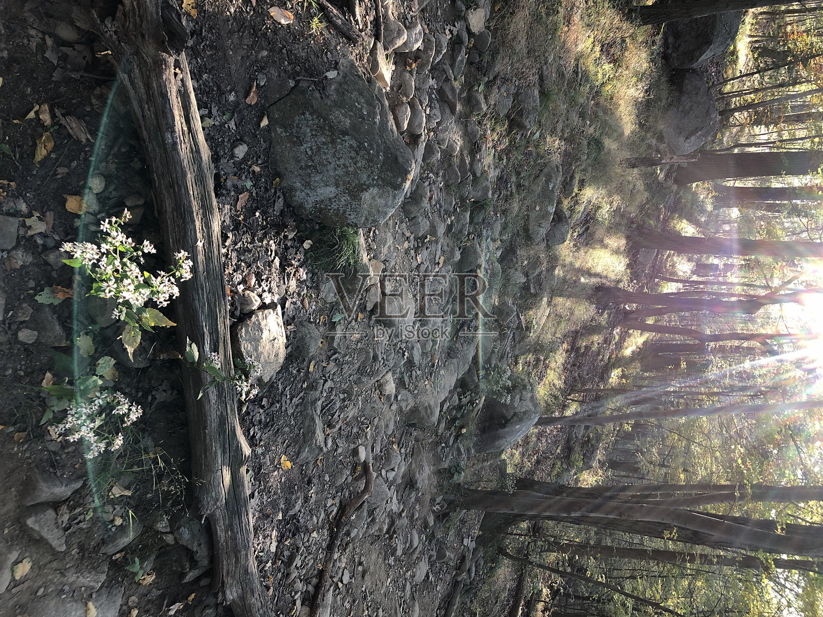 十月第一周，纽约州哈德逊高地州立公园保护区的日落前秋叶景色。照片摄影图片