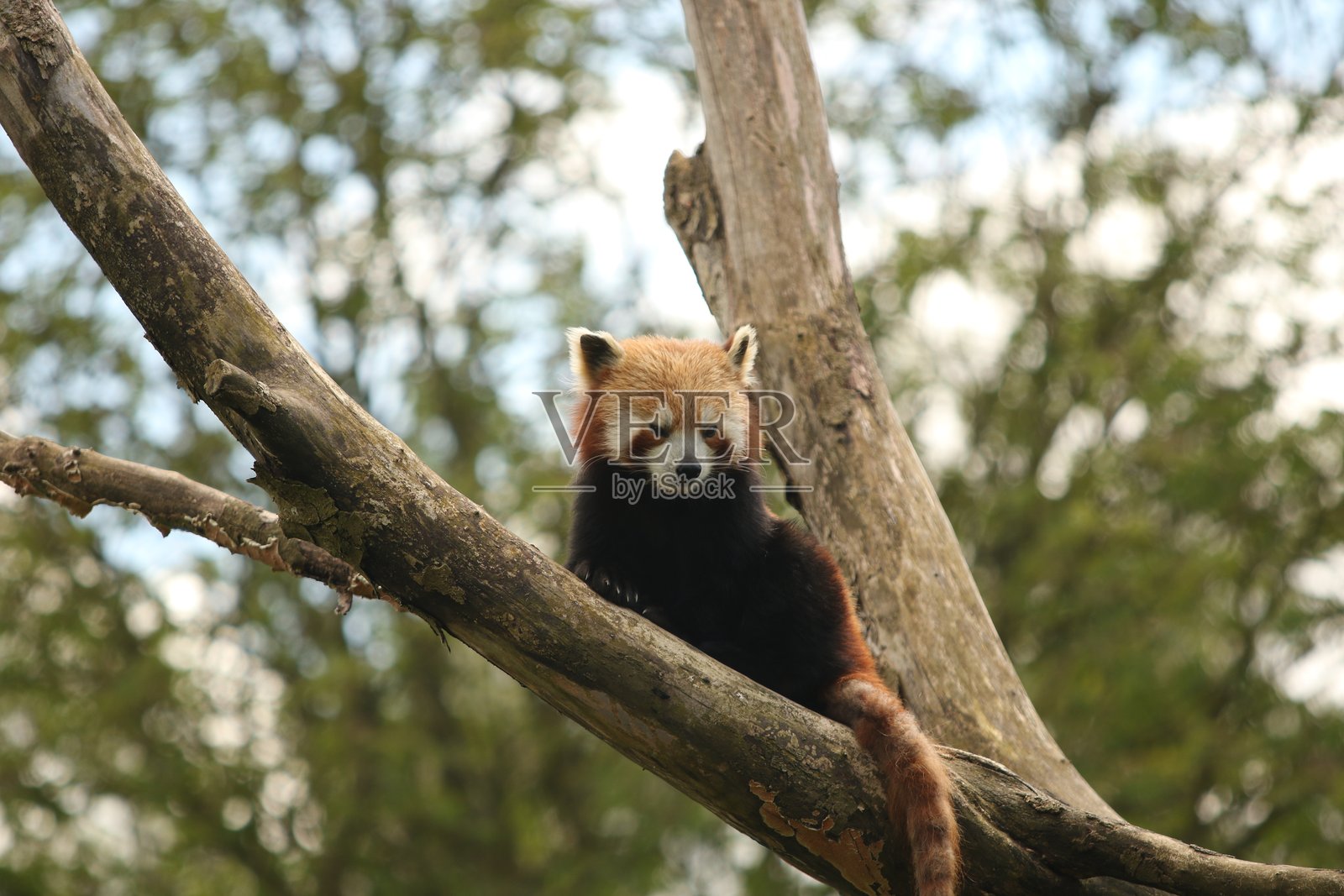 红熊猫坐在树枝上，向下望去，背景模糊。照片摄影图片