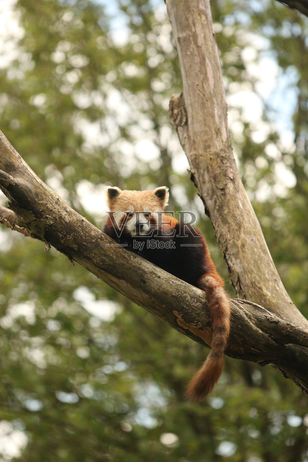 红熊猫躺在树枝上，背景是模糊的绿叶。照片摄影图片