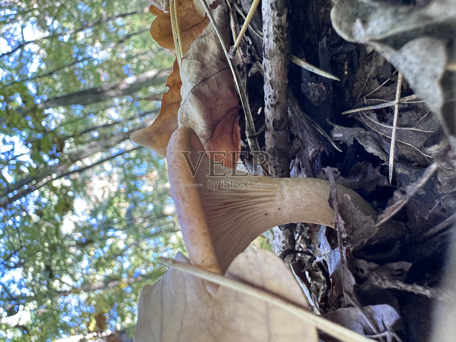 蘑菇特写照片摄影图片