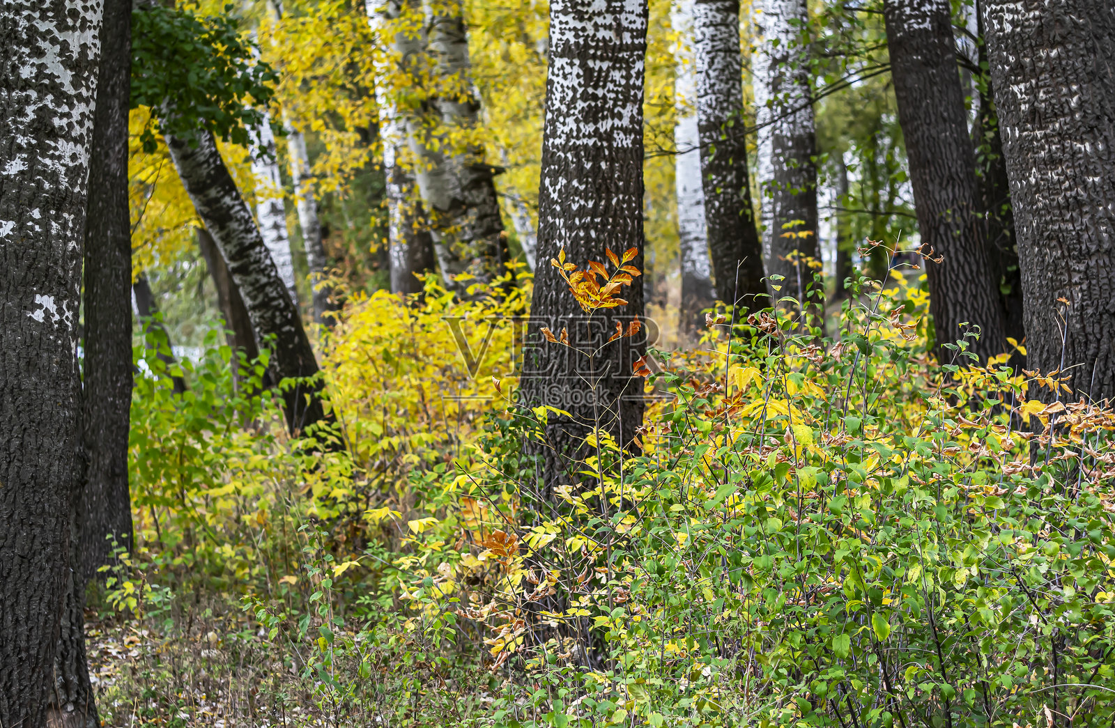 在城市公园。秋季背景。照片摄影图片