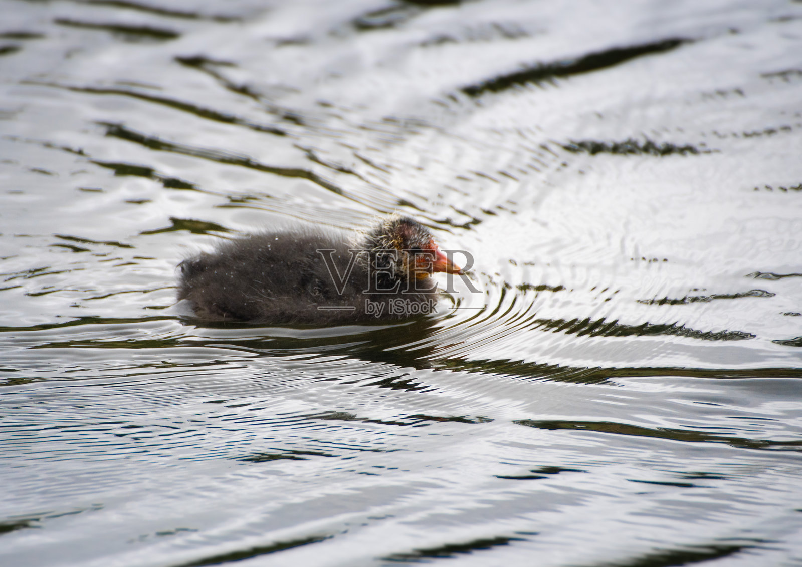 小水鸡在水中游泳照片摄影图片