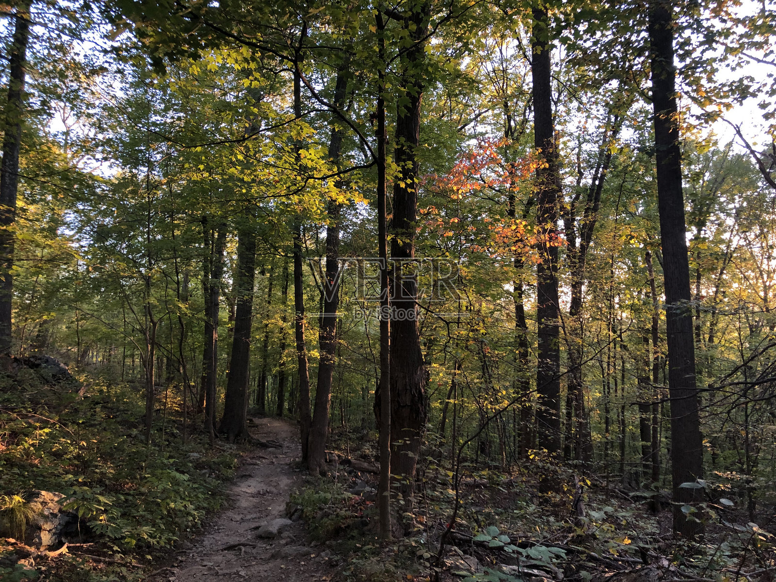 十月第一周在纽约州哈德逊高地州立公园保护区的金色时光中的秋叶。照片摄影图片