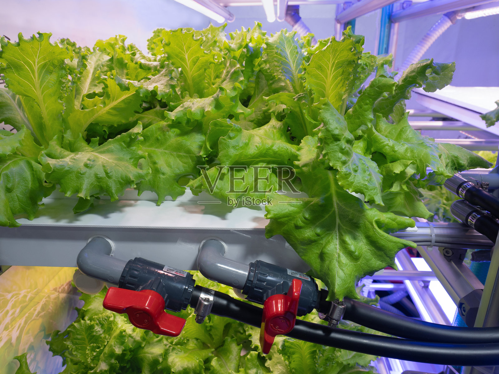 蔬菜工厂，种植生菜照片摄影图片