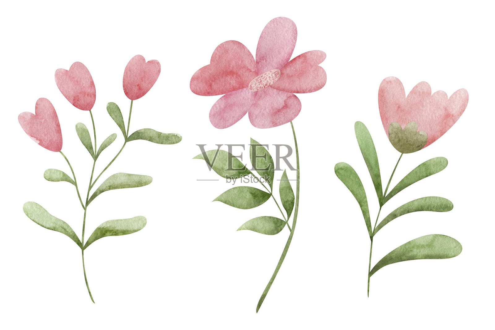 水彩花卉剪贴画套装。照片摄影图片