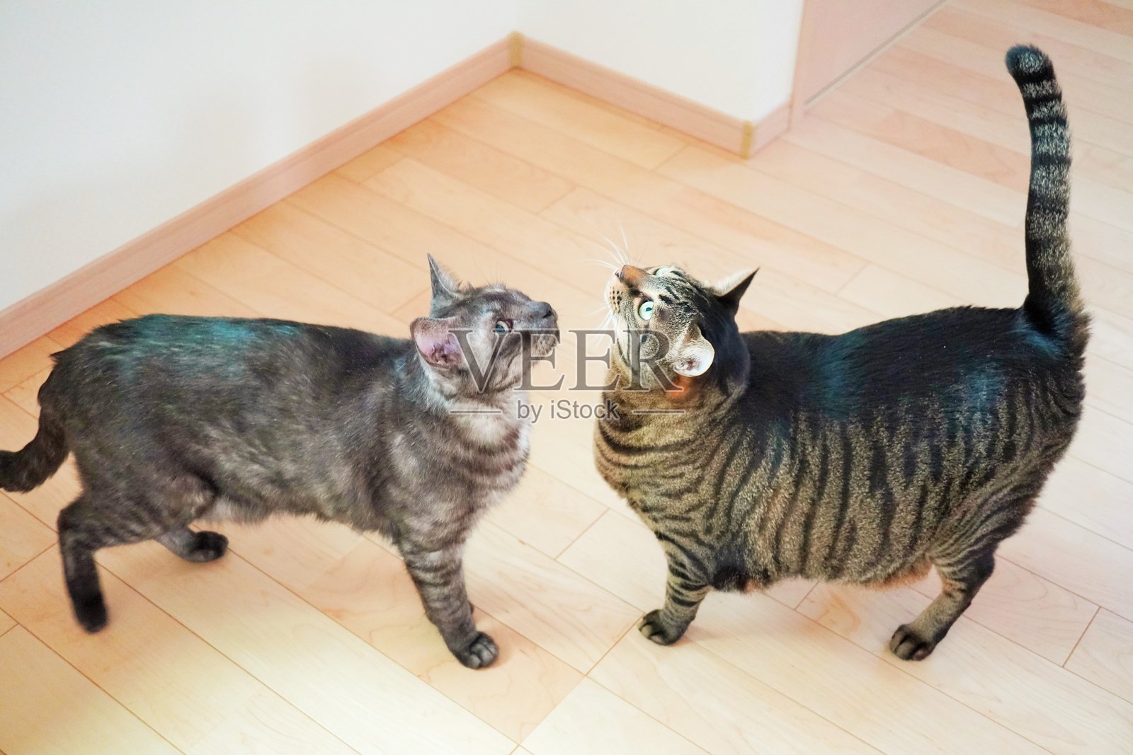 两只猫面对面站着，抬头看着，分别是一只虎斑猫和一只黑色烟雾虎斑猫。照片摄影图片