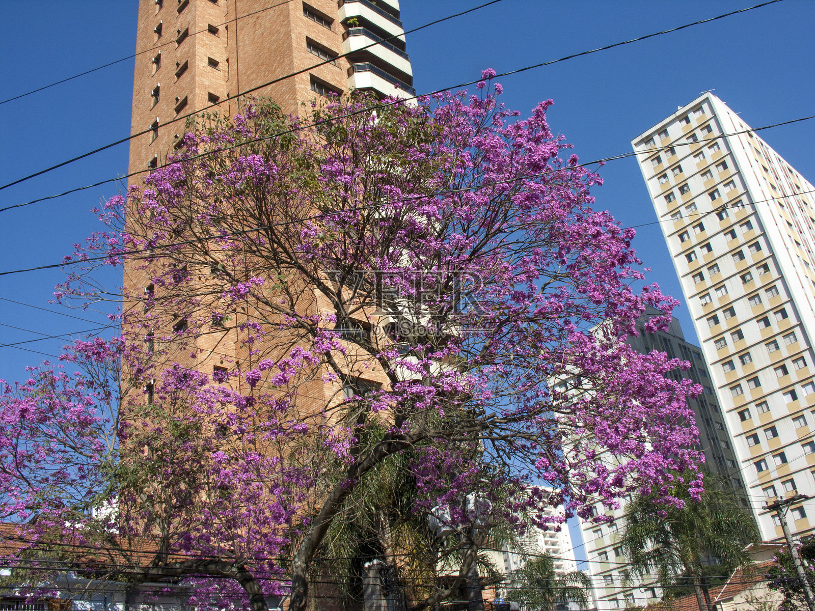 粉色喇叭花照片摄影图片