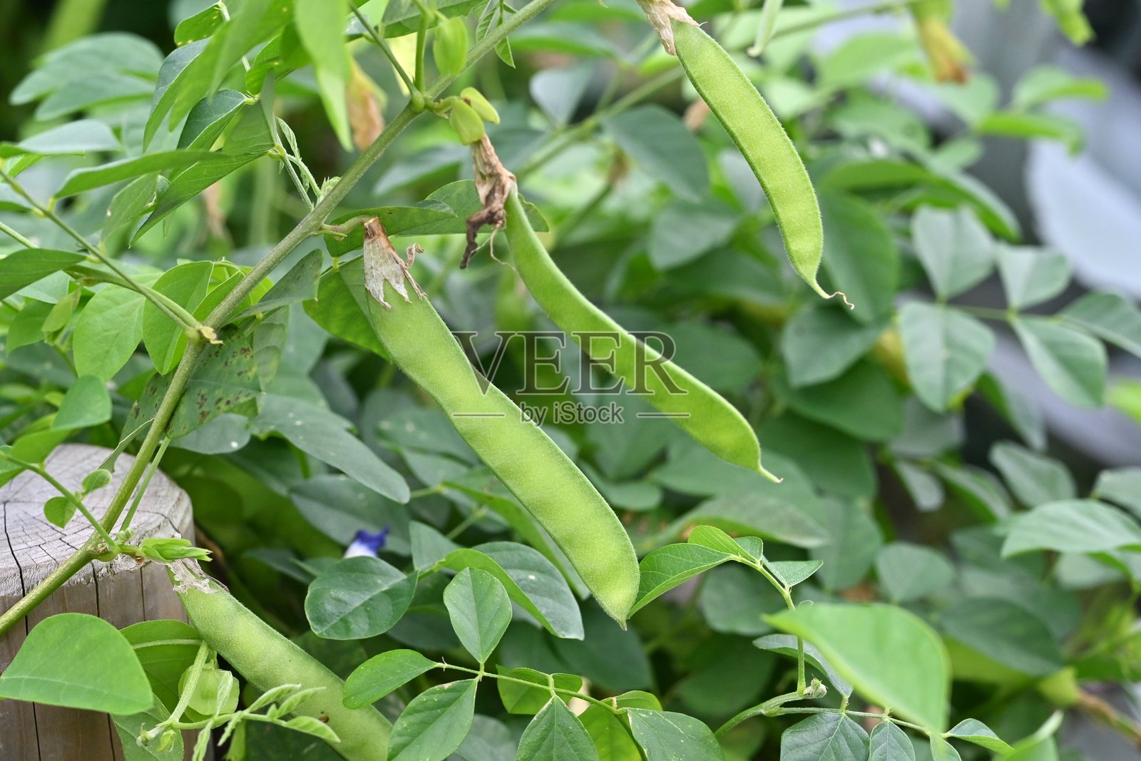 蝶豆花。豆科多年生藤本植物。照片摄影图片