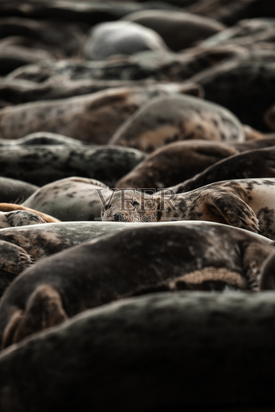 诺福克郡霍西海滩上的灰海豹照片摄影图片