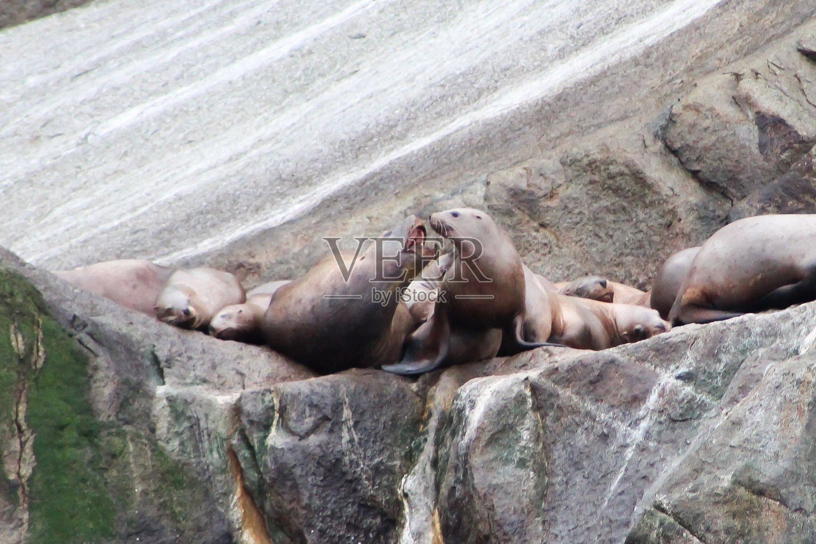 海狮在岩石上照片摄影图片
