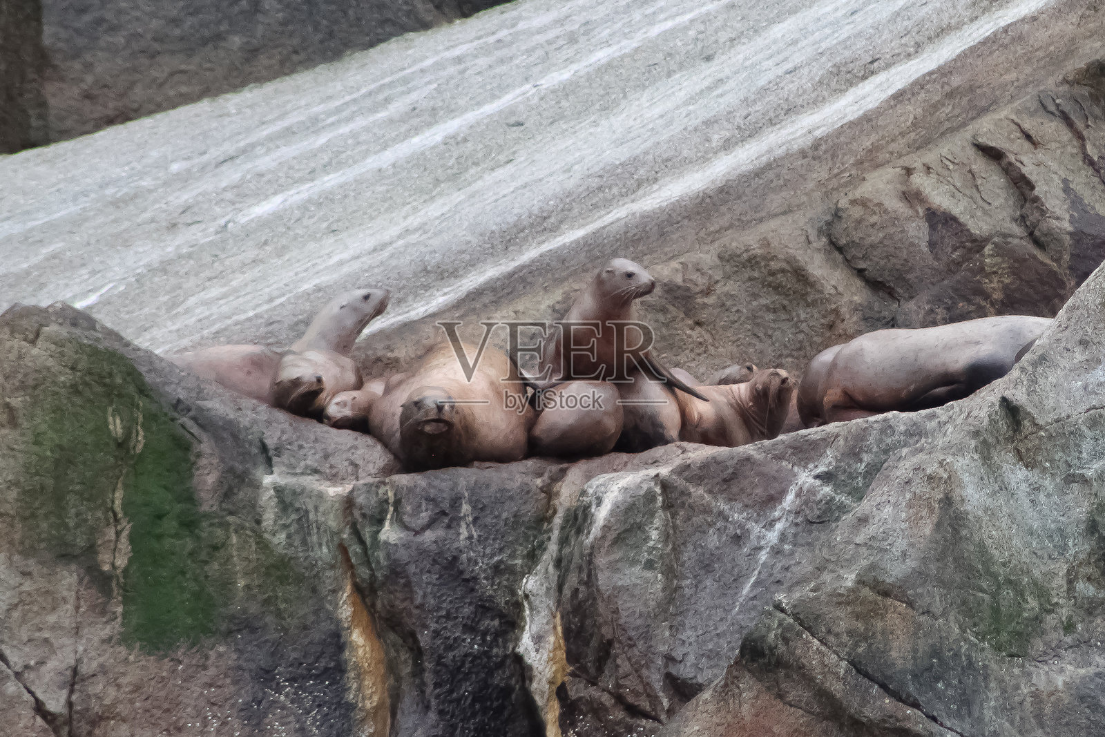 海狮在岩石上照片摄影图片