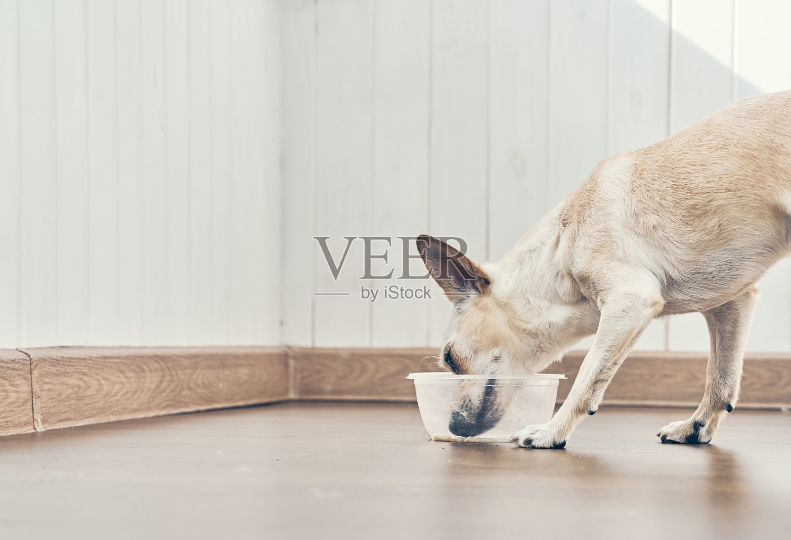 狗在塑料碗里吃湿粮。这只吉娃娃背对着镜头，享受着美餐。照片摄影图片