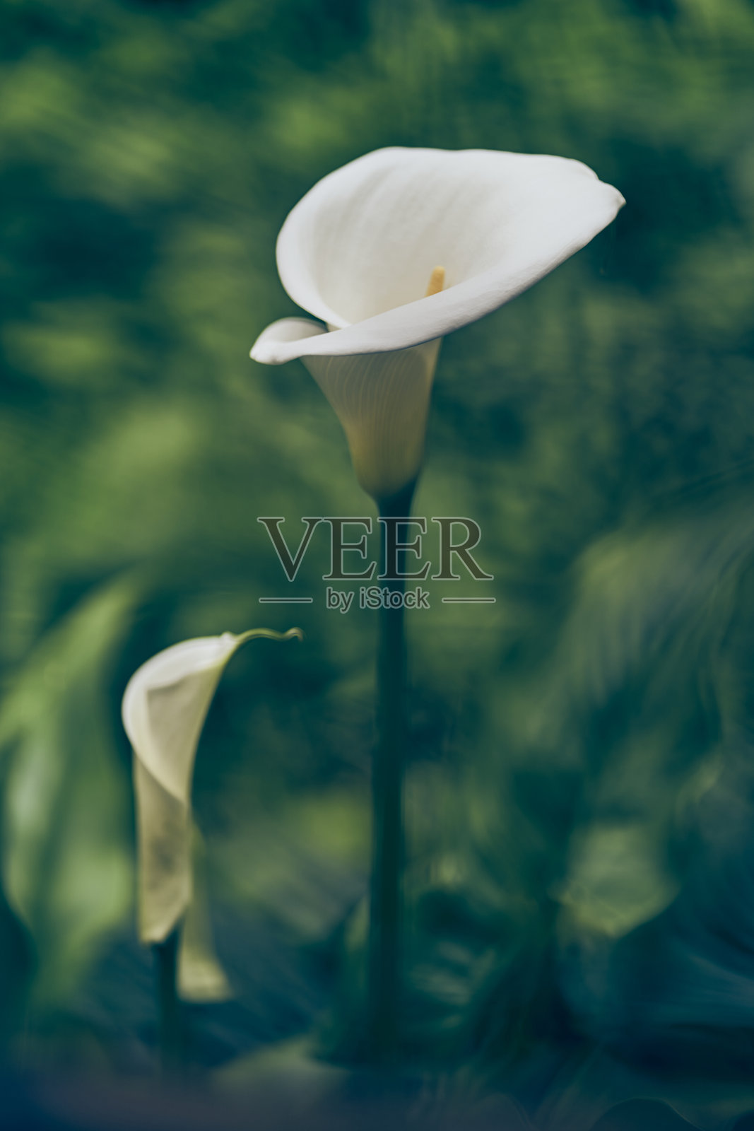 在绿色模糊背景上突出的马蹄莲花。美丽的马蹄莲特写，留有空白可供复制。照片摄影图片