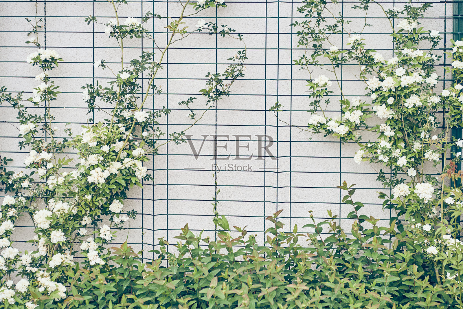 新季节的鲜花香槟玫瑰，留有空白供填写。雪白的香槟玫瑰在春天绽放。这朵花以其细腻的美丽和宜人的香气而闻名。照片摄影图片