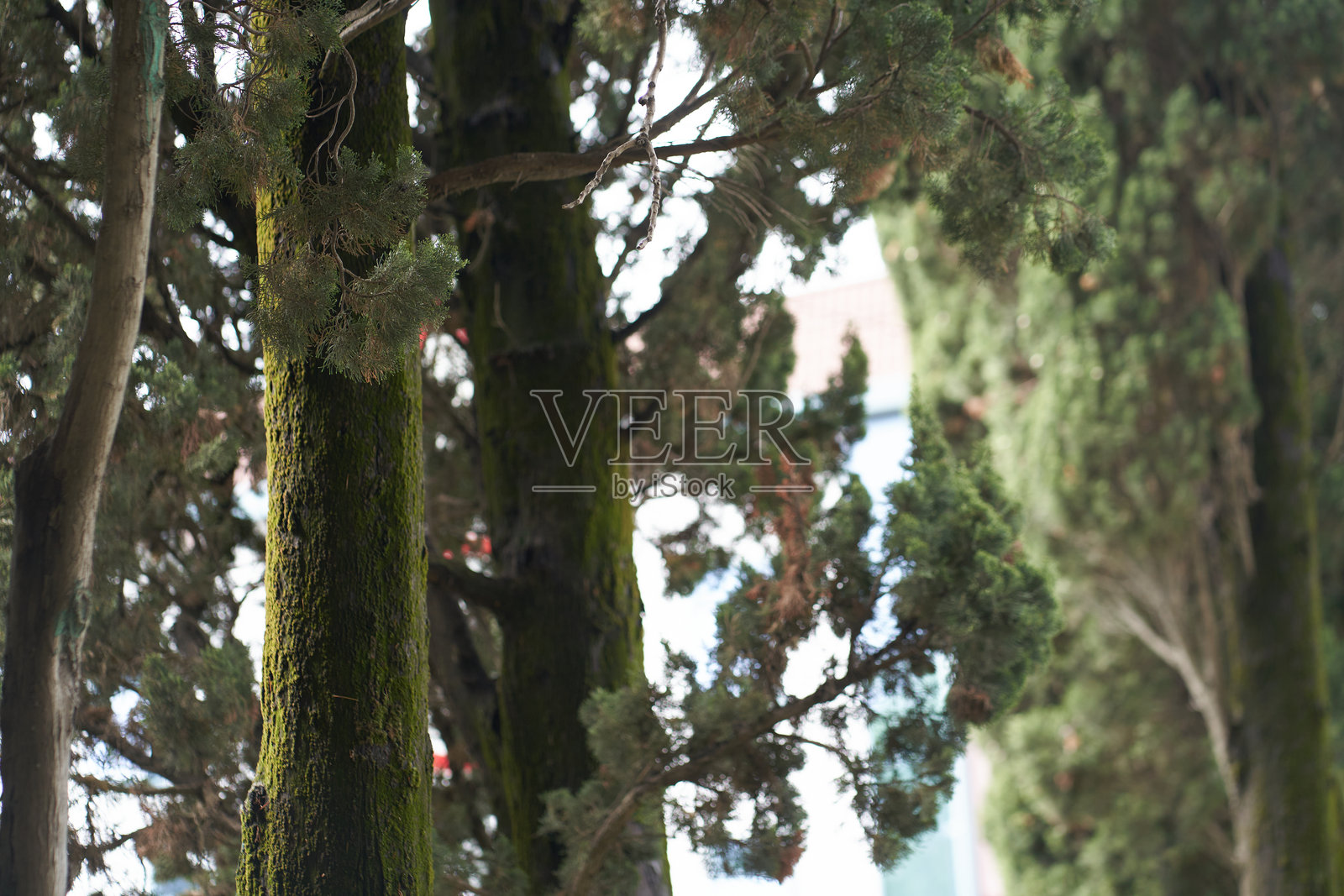 树干上光秃秃的树枝在夏日里。密集的树枝丛中，有一个可以静心思考的地方。照片摄影图片