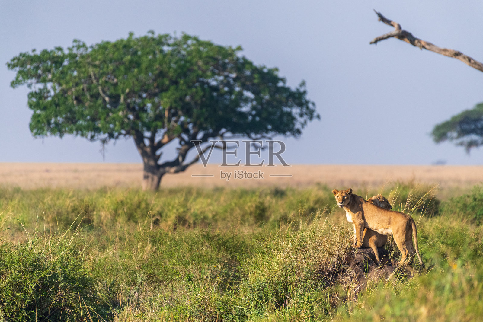 塞伦盖蒂的两只雌狮照片摄影图片