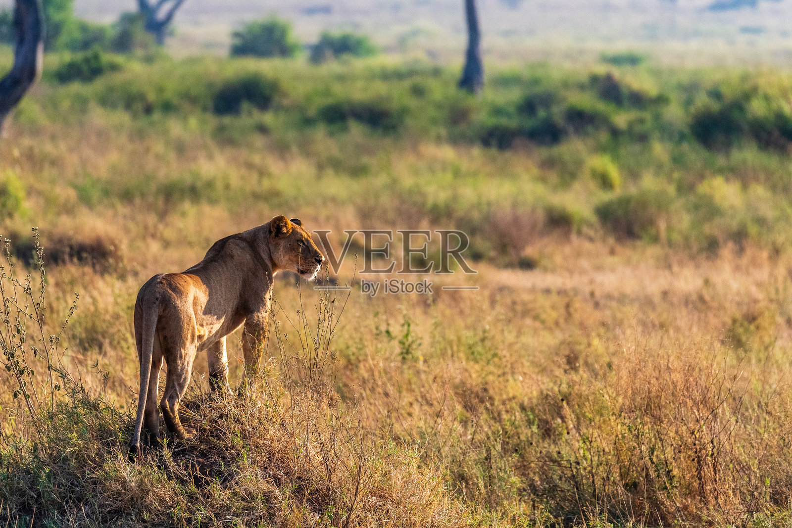 塞伦盖蒂的雌狮照片摄影图片