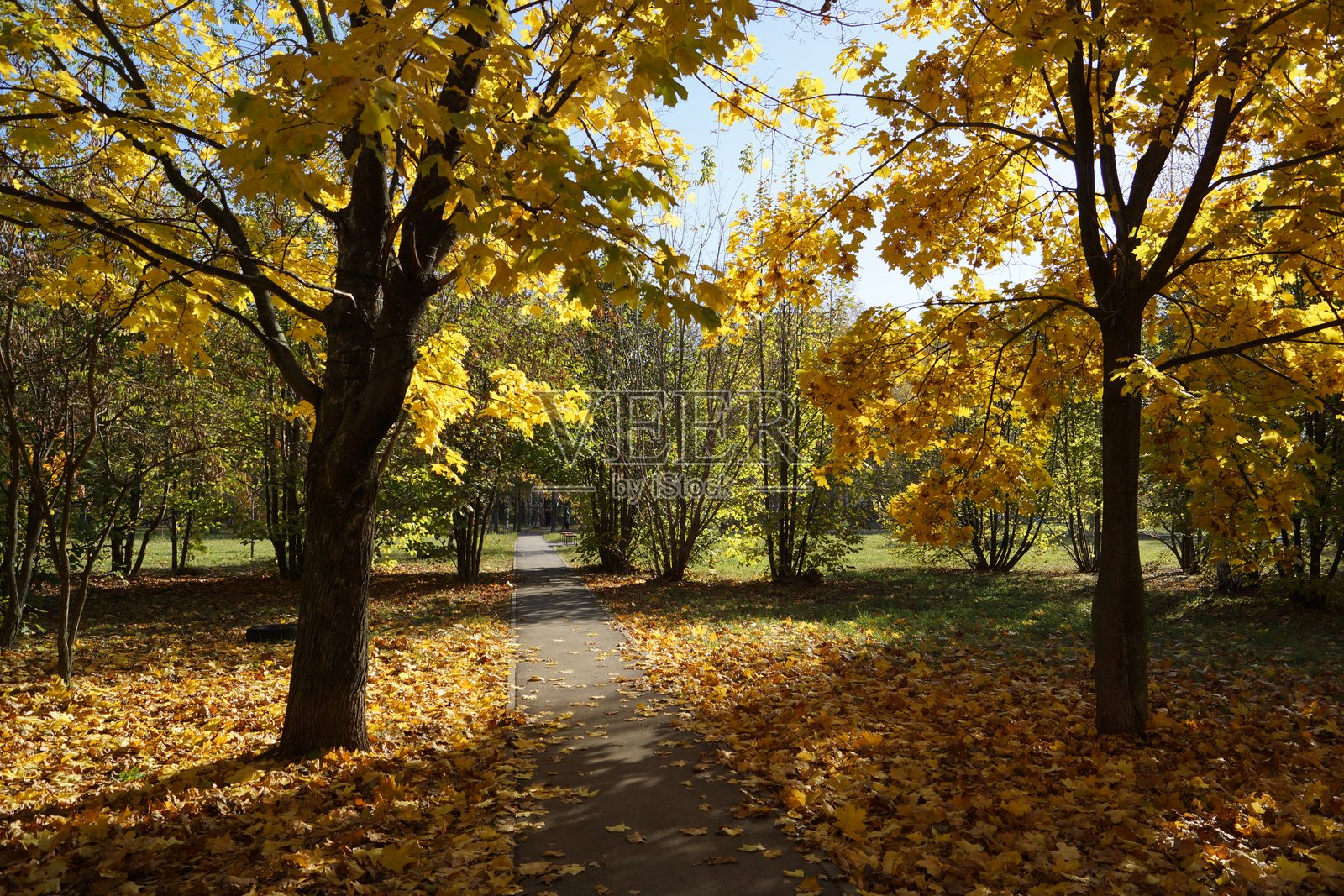 城市公园的风和日丽，天然植物景观小径，秋叶的色彩照片摄影图片
