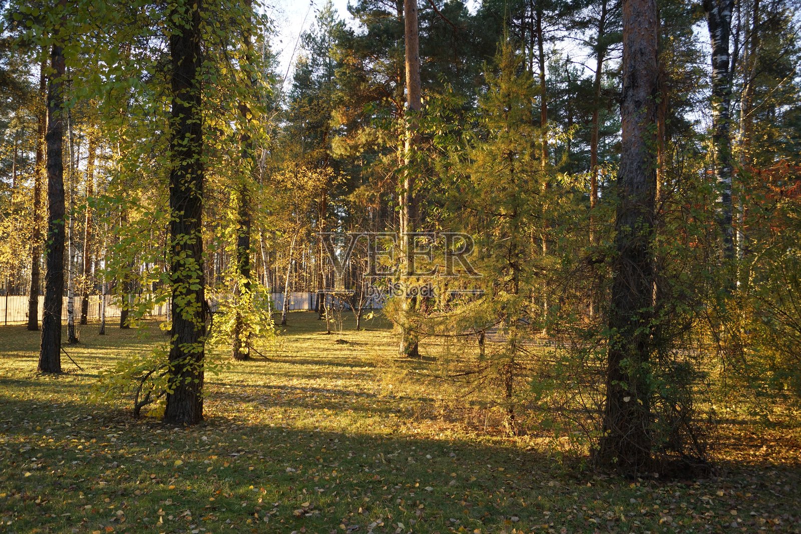城市公园的风和日丽，天然植物景观小径，秋叶的色彩照片摄影图片