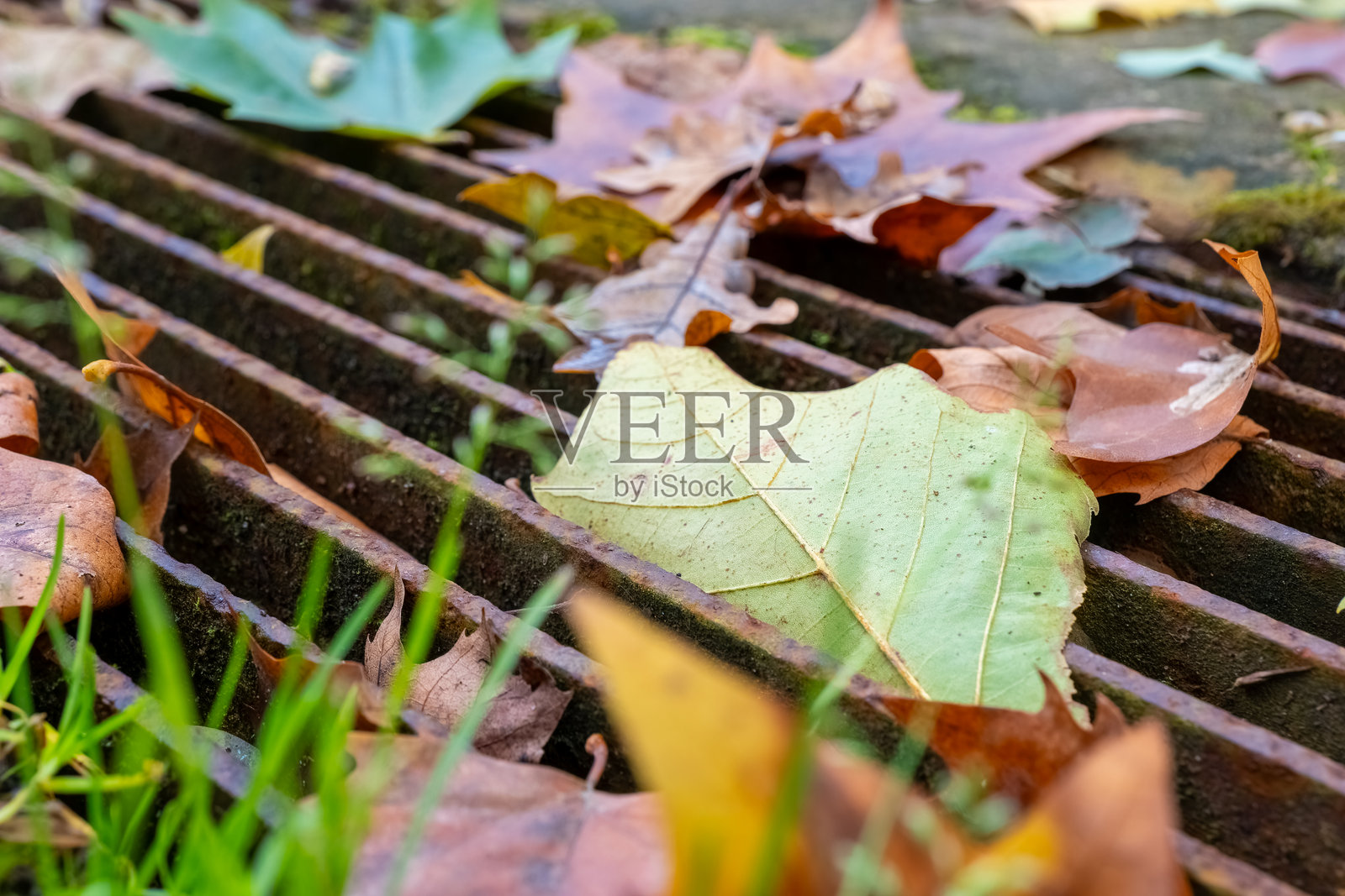 秋天的落叶静静地停留在金属格栅上照片摄影图片