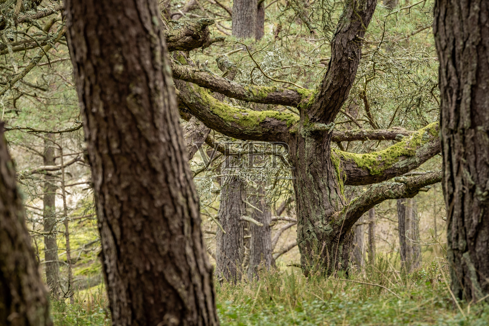 迷人的境界：波罗的海森林的古老魔法照片摄影图片