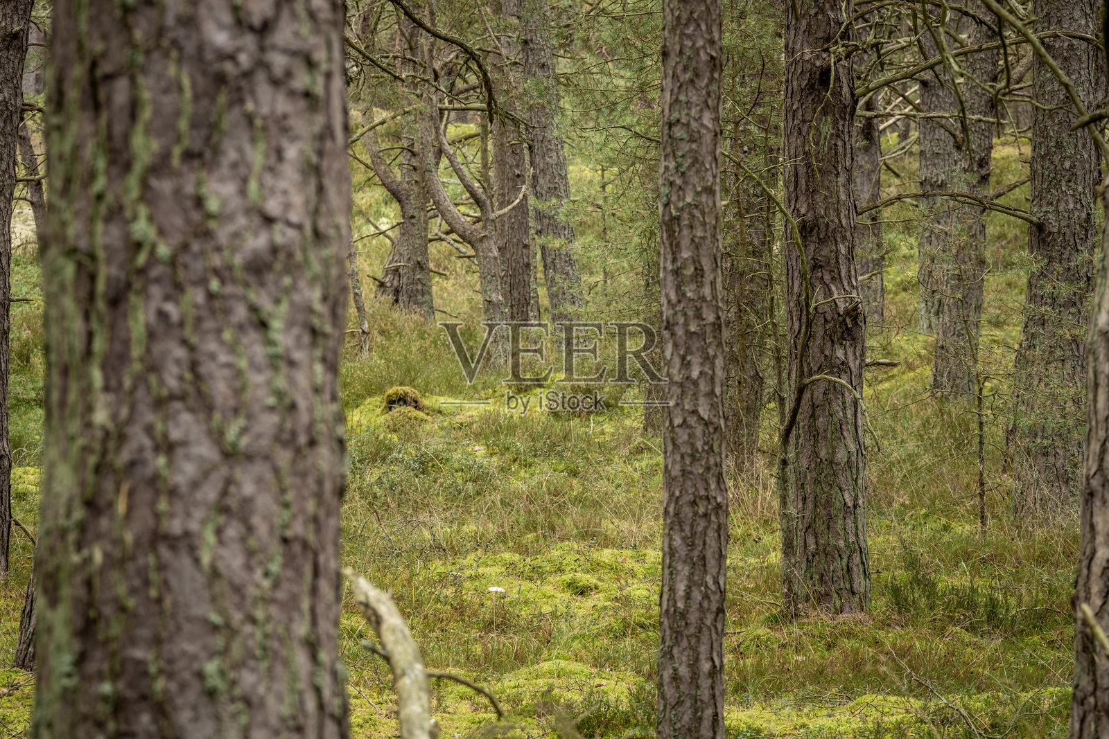 迷人的境界：波罗的海森林的古老魔法照片摄影图片