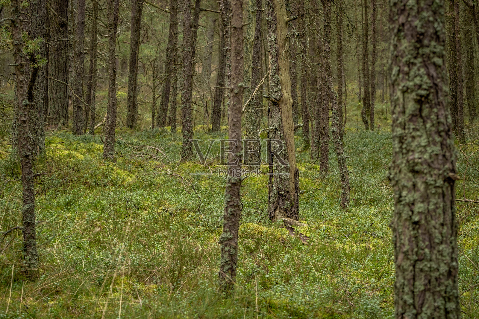 迷人的境界：波罗的海森林的古老魔法照片摄影图片