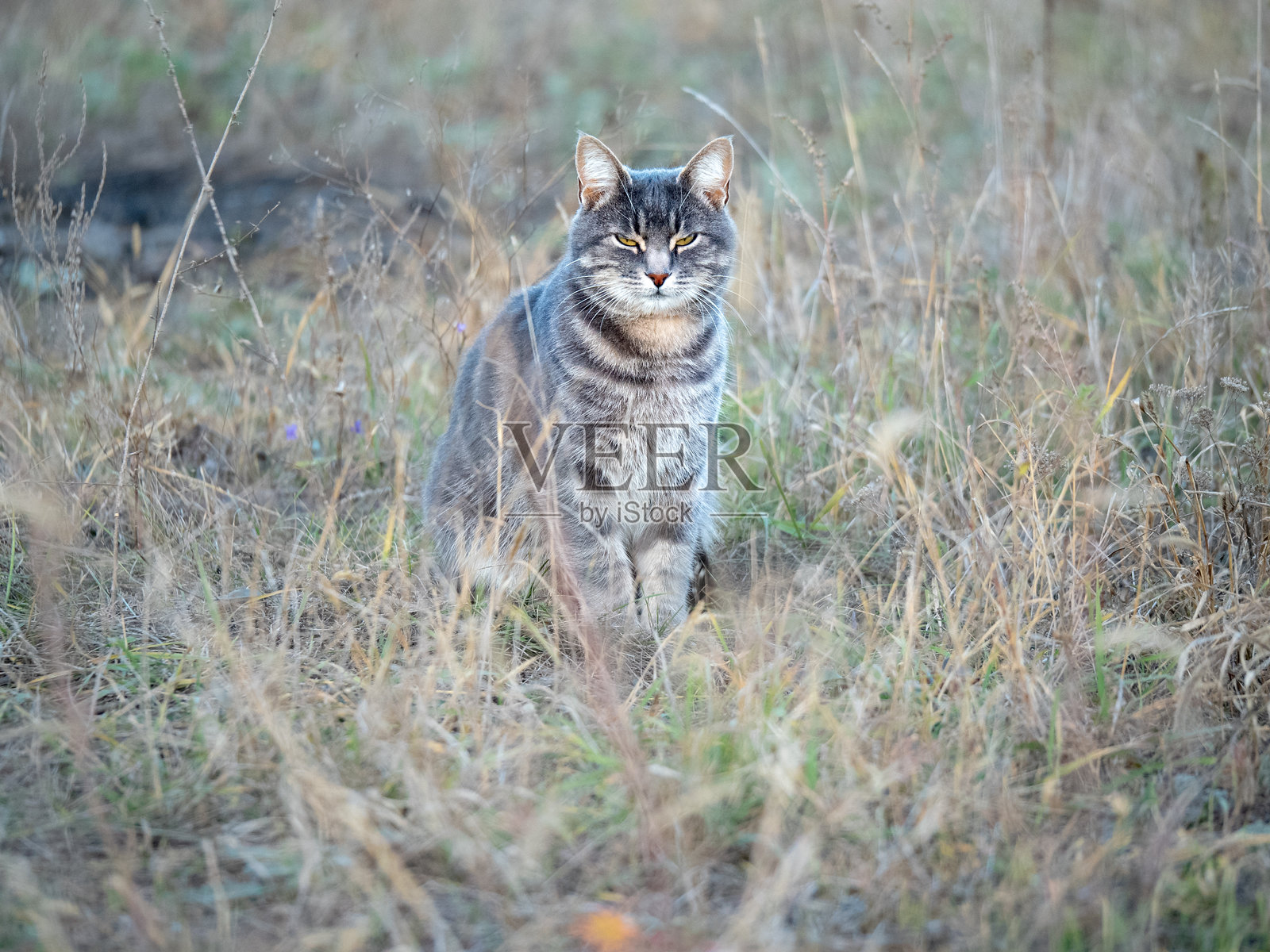 流浪猫在自然环境中的特写肖像。动物躺在绿色草地上。好奇的灰色小猫用黄色眼睛四处张望。照片摄影图片