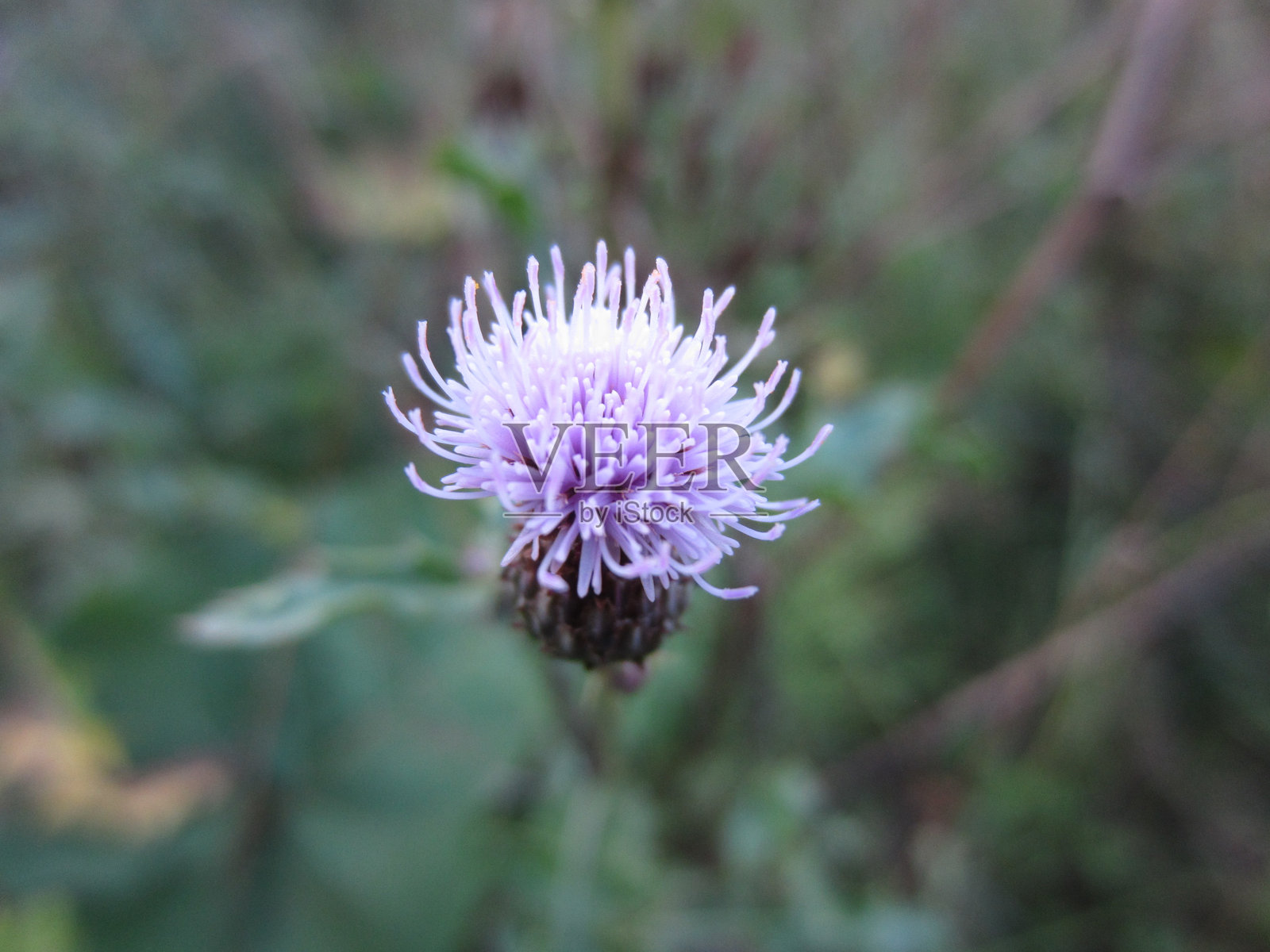 白俄罗斯2013年美丽的花园花卉，色彩斑斓照片摄影图片