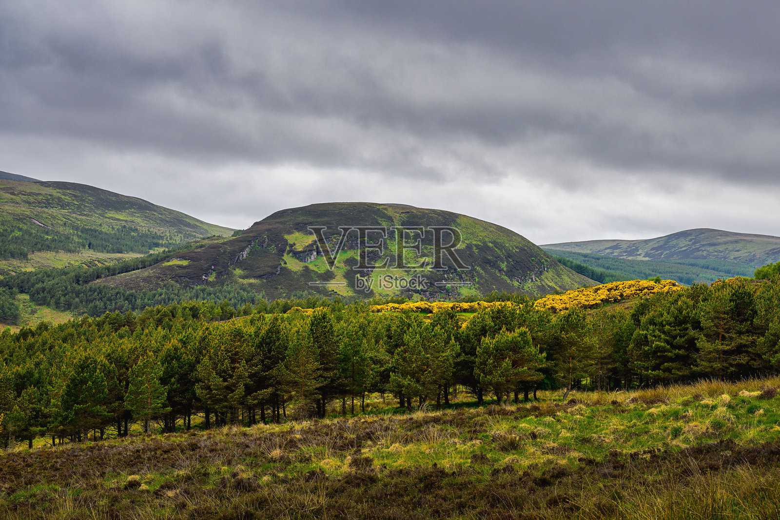 苏格兰戈尔斯皮附近的起伏乡村，树木和灌木丛点缀其间，天空多云。照片摄影图片