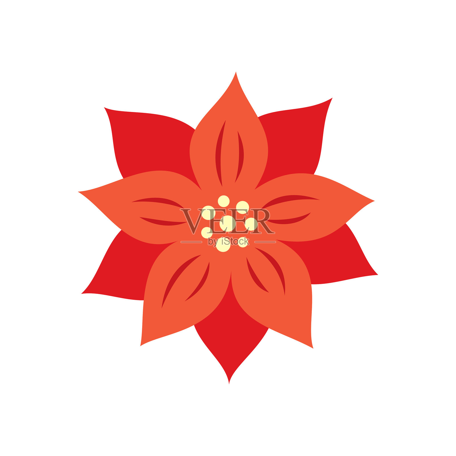 红色圣诞红花朵孤立在白色背景上。插画图片素材