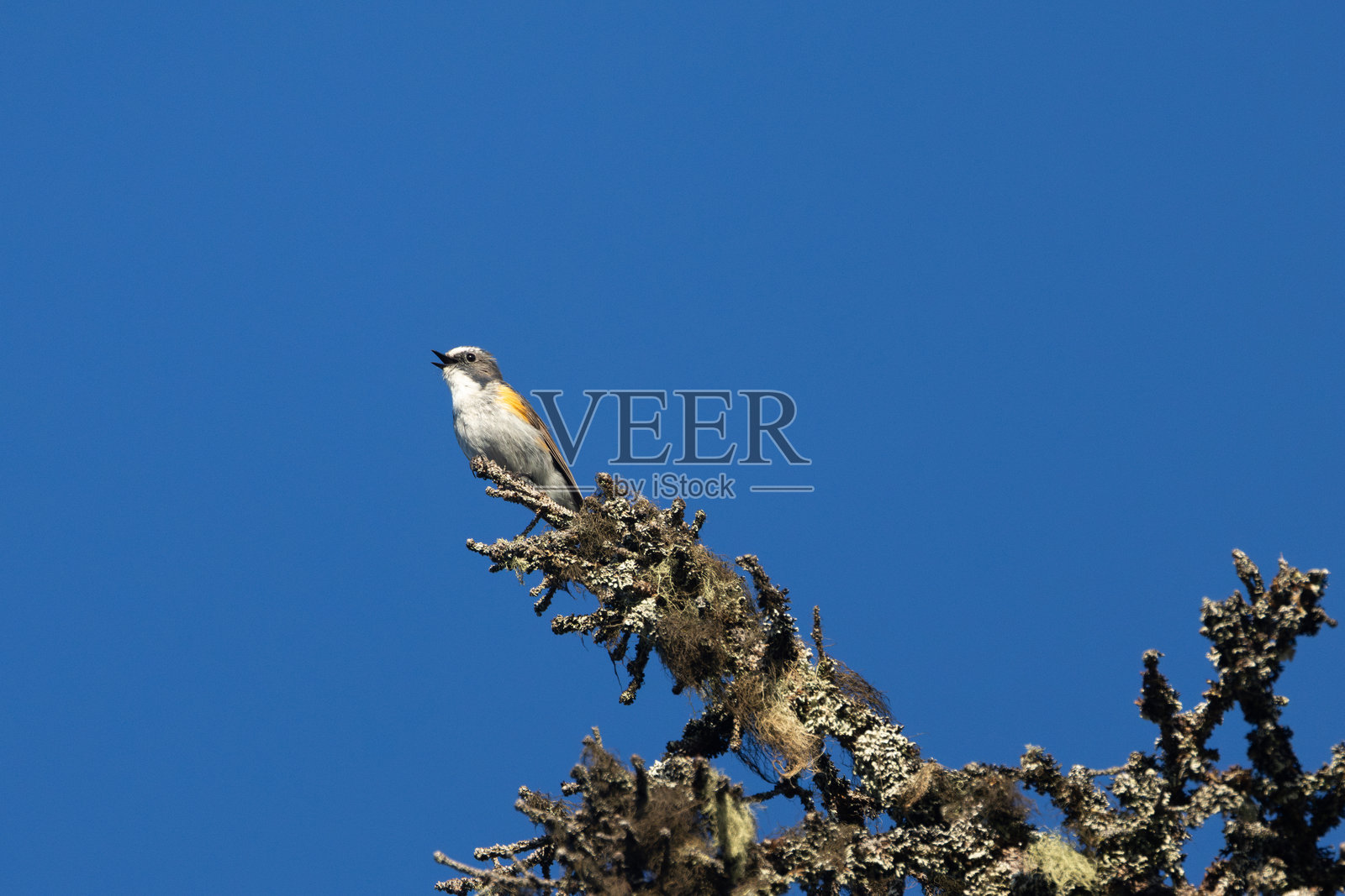 红翅蓝尾鸲在库萨莫附近的北方森林中一棵枯树顶上歌唱照片摄影图片