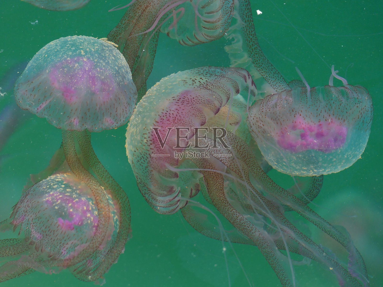 加泰罗尼亚海岸冲上来的深海水母照片摄影图片