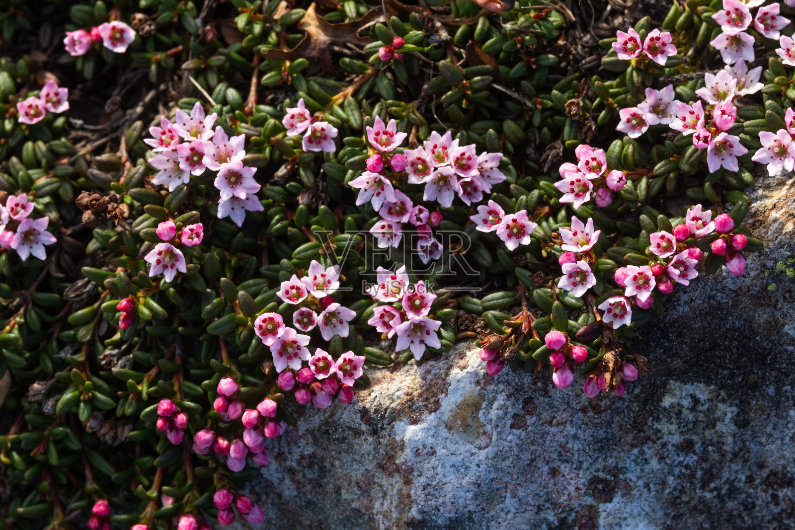 芬兰乌尔霍·凯科宁国家公园岩石地面上盛开的粉红色高山杜鹃（Kalmia procumbens）照片摄影图片