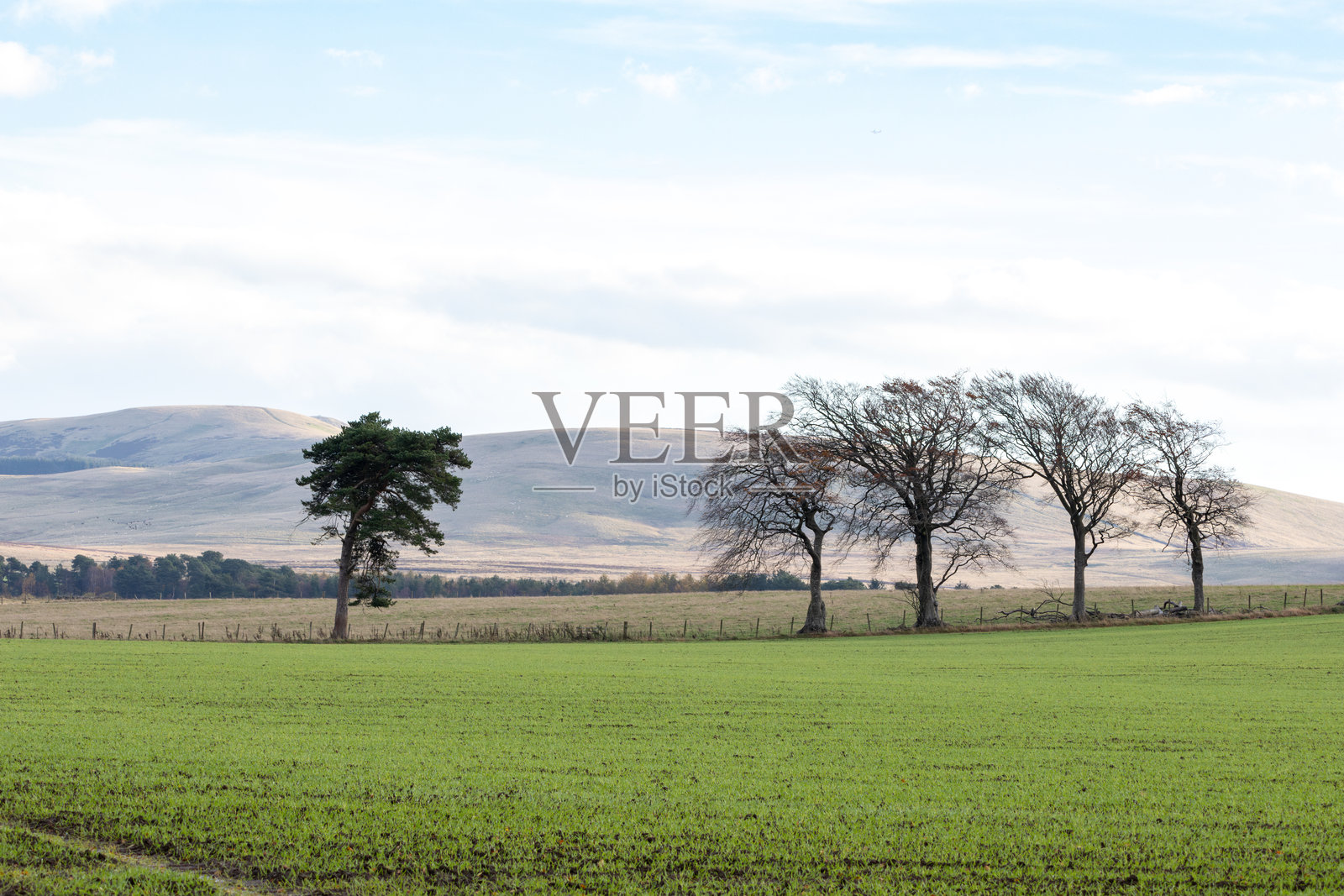 秋天的田野景观，背景是彭特兰山，树木的剪影交错。清晨的景色，适合做壁纸。爱丁堡，苏格兰照片摄影图片