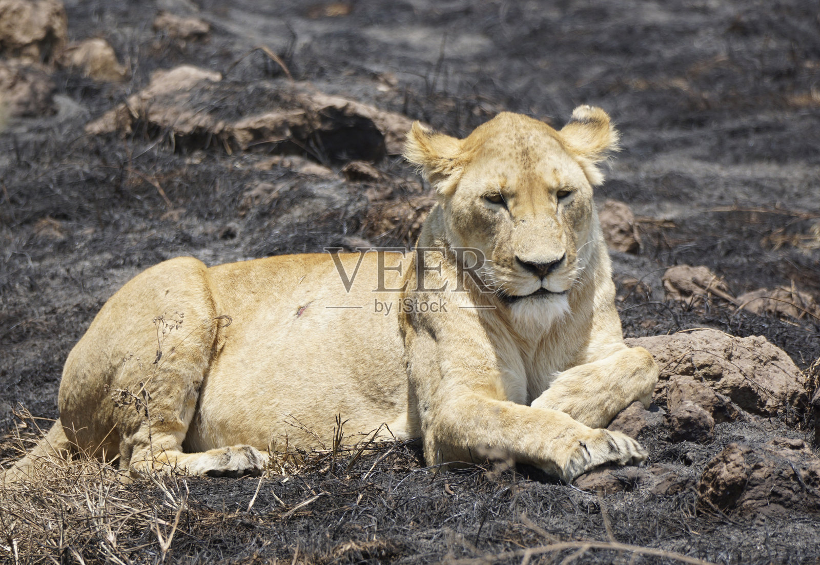 坦桑尼亚野生动物照片摄影图片