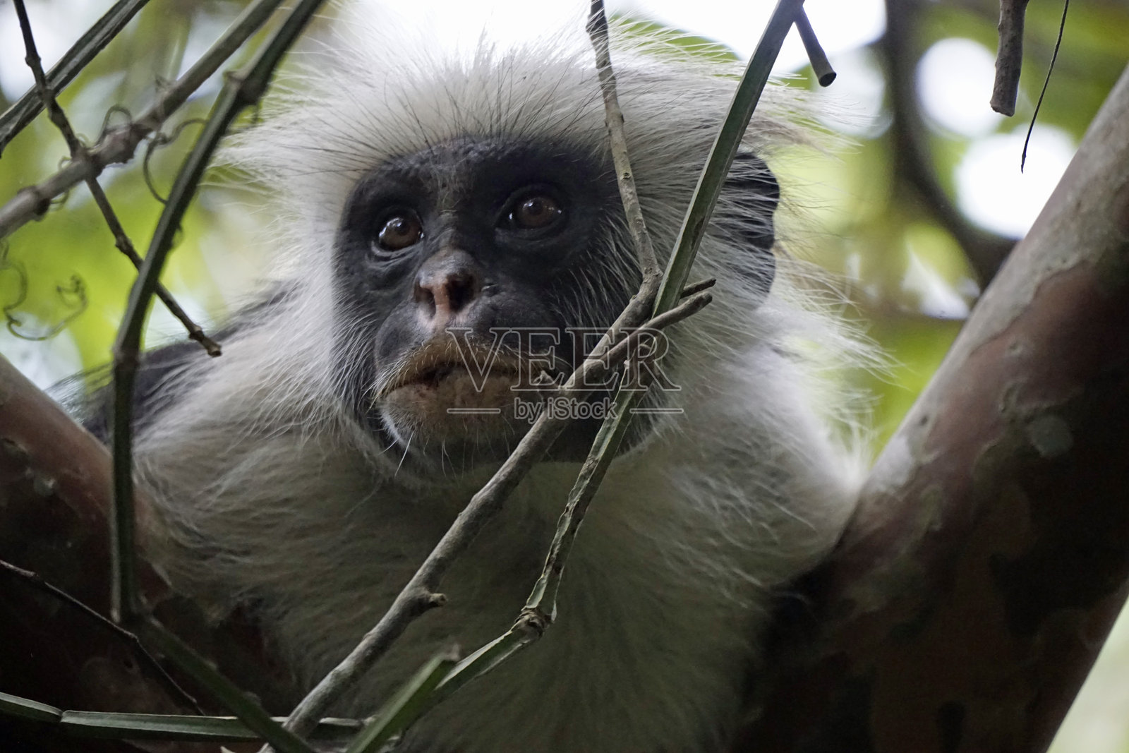 坦桑尼亚野生动物照片摄影图片