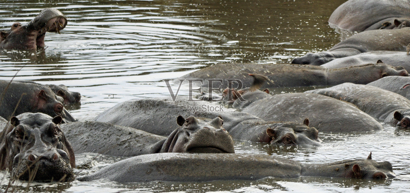 坦桑尼亚野生动物照片摄影图片