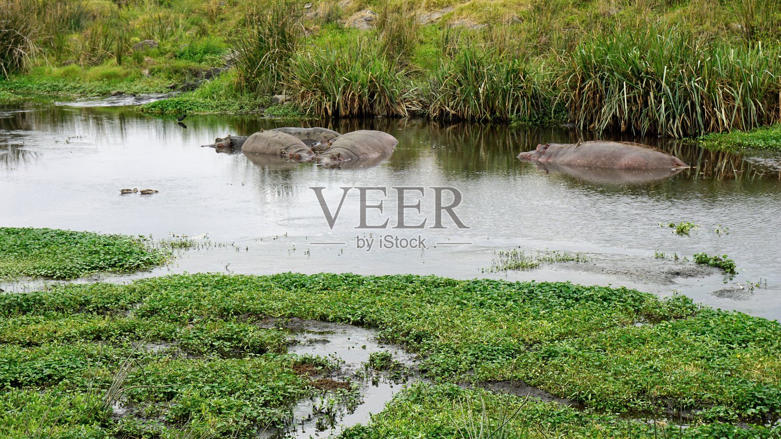 坦桑尼亚野生动物照片摄影图片