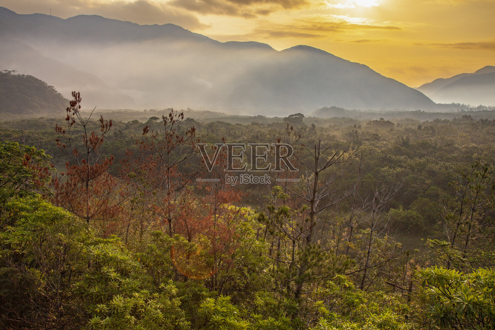 奄美大岛黎明时分的红树林风景照片摄影图片