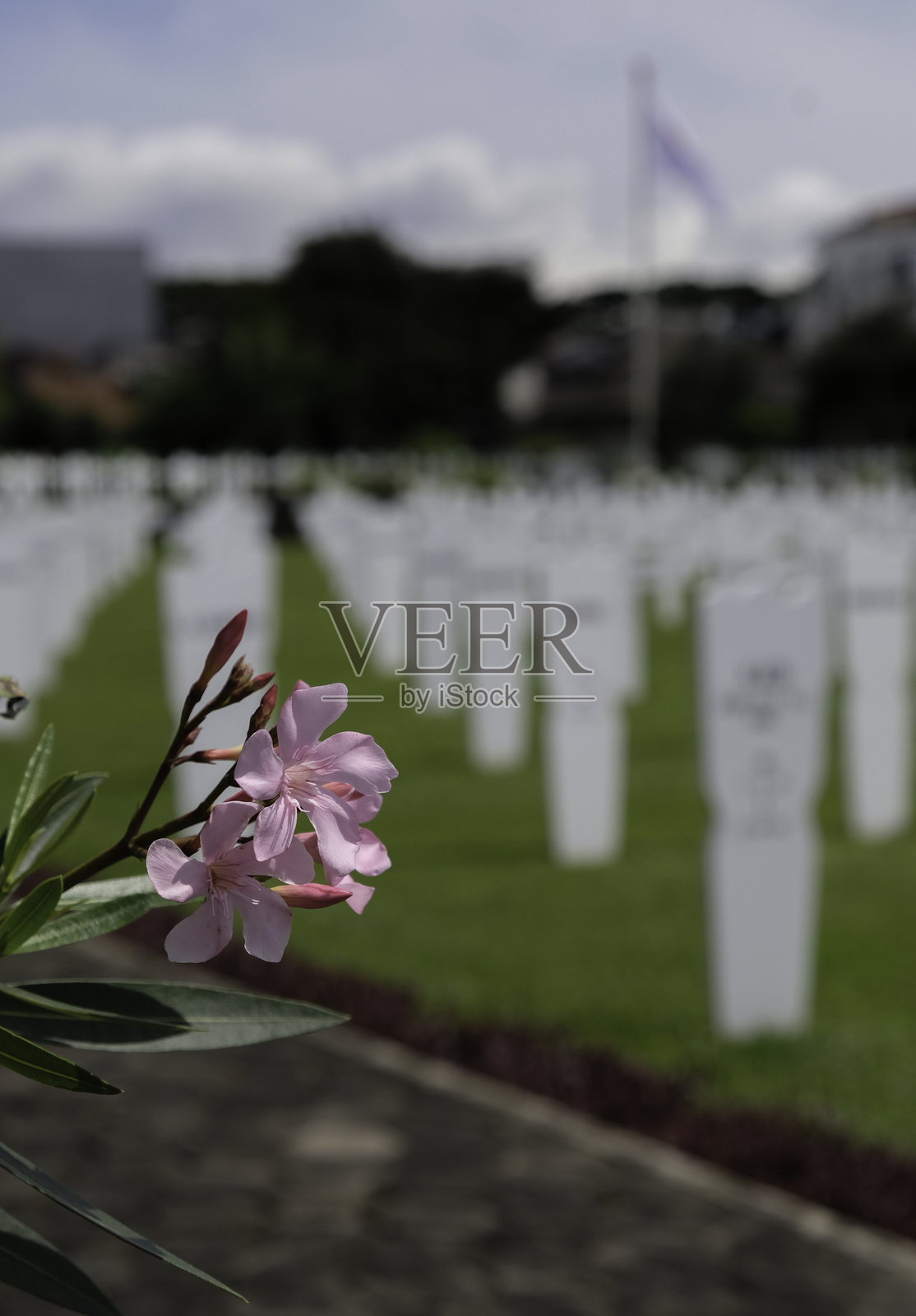 埃雷维尔德·潘杜的粉色花朵。照片摄影图片